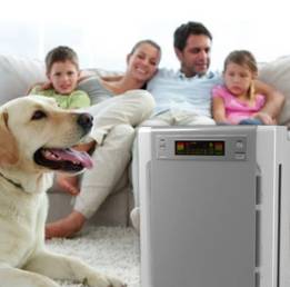 Ways to combat pet allergies in Dayton, Ohio