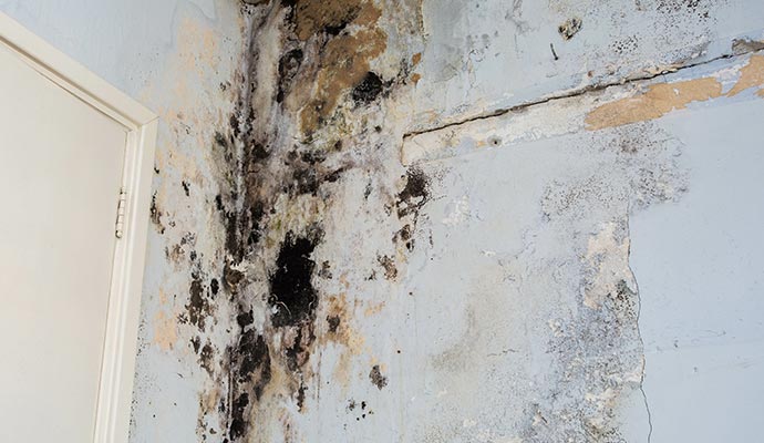 Moldy wall