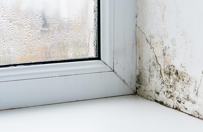Mold growth on the wall.